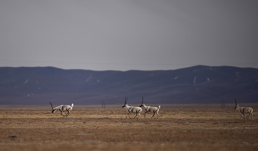 Wanderings in the wild, wild west