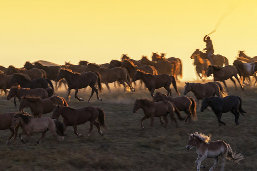 Prancing horses captured in Inner Mongolia