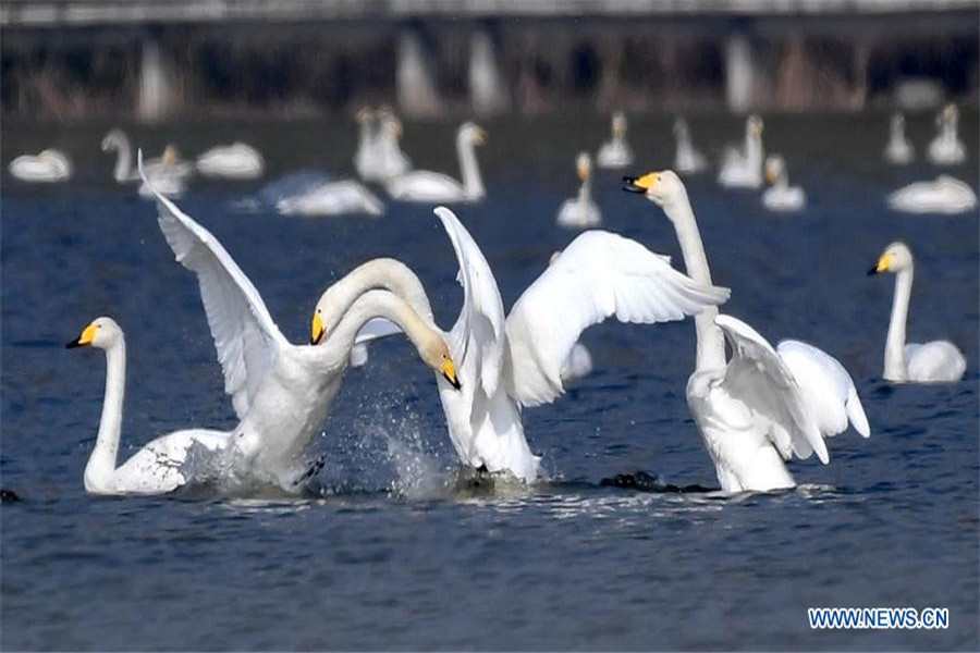 Whooper swans fly to spend winter in China's Shanxi