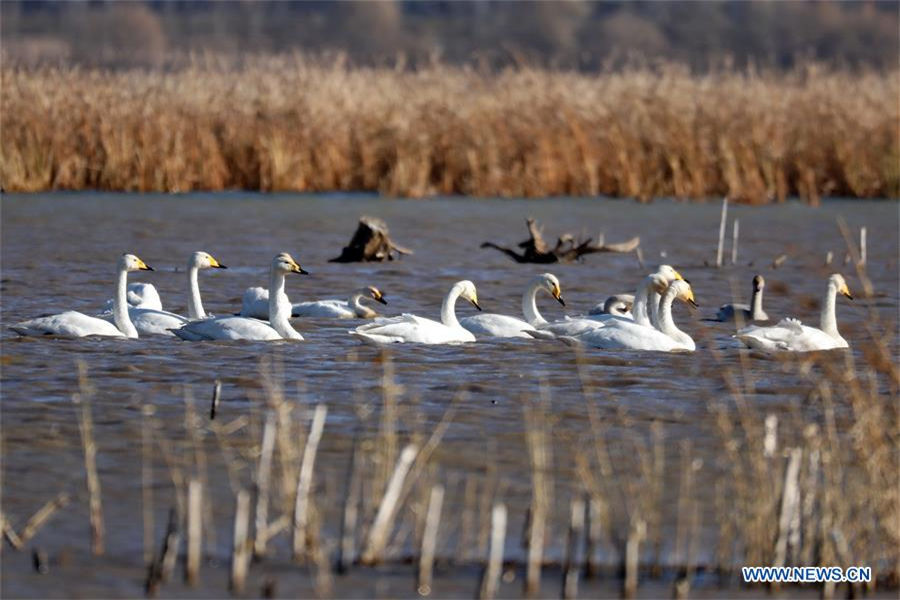 Swans spend winter in N China's Hebei