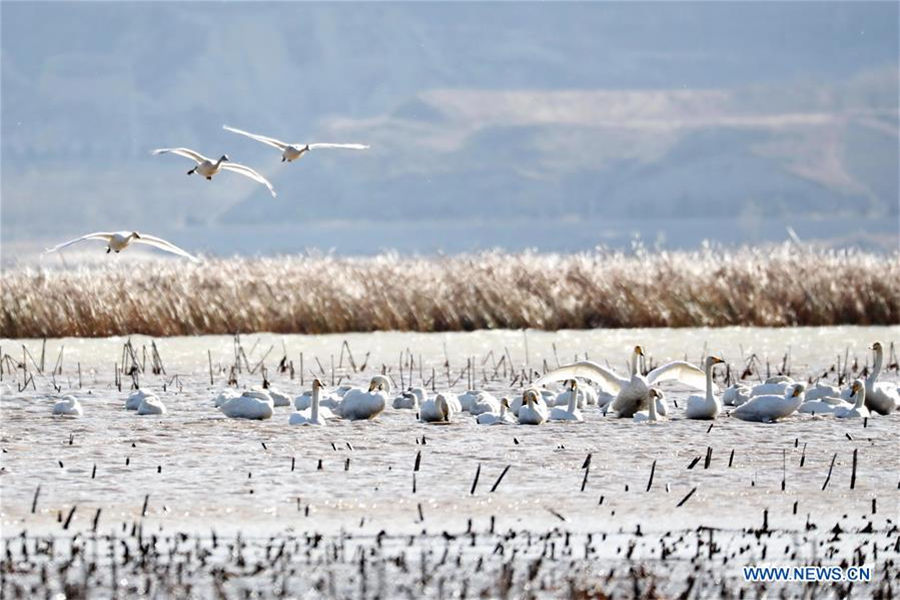 Swans spend winter in N China's Hebei