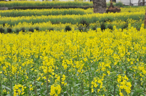 Submerged in a sea of golden cole flowers