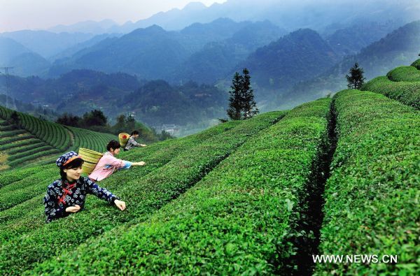 Tea harvest in C China