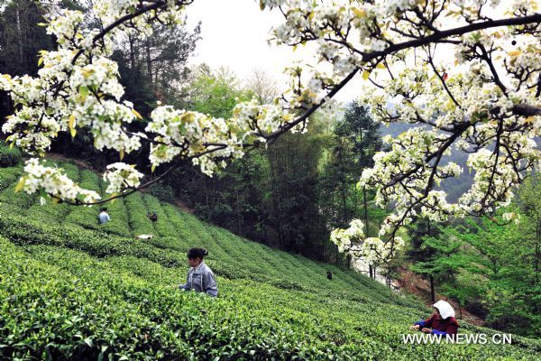 Tea harvest in C China