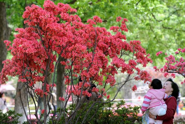 9th China Azalea Exhibition kicks off in Nanjing