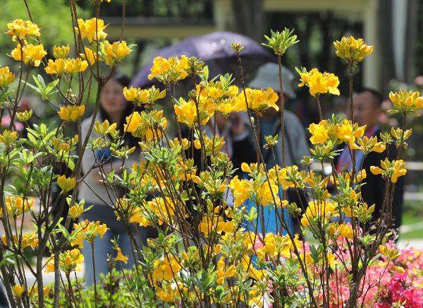 9th China Azalea Exhibition kicks off in Nanjing