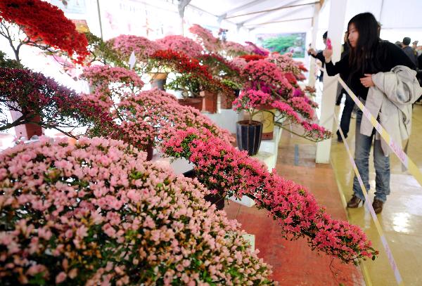 9th China Azalea Exhibition kicks off in Nanjing