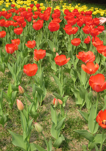 Flower diplomacy in Zhongshan Park