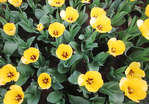 Flower diplomacy in Zhongshan Park