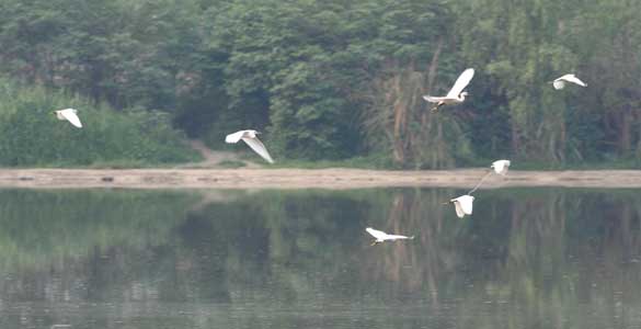 More egrets make their home in SW China