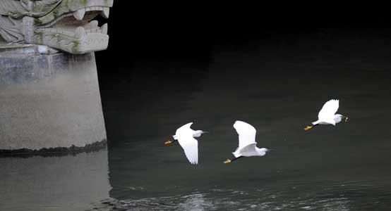 More egrets make their home in SW China