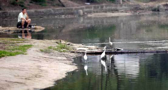 More egrets make their home in SW China