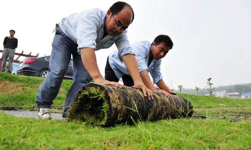 The Dream of Beauty 'Lotus'