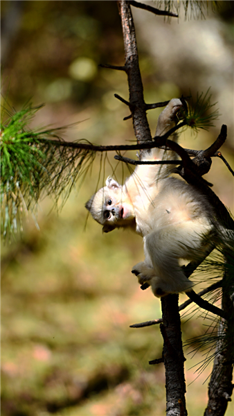 Yunnan animal preserve is a monkey kingdom