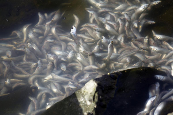 Tons of dead sardines still clogging US marina
