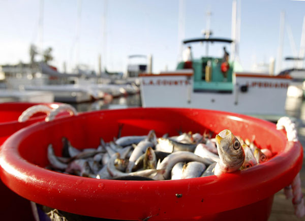 Tons of dead sardines still clogging US marina
