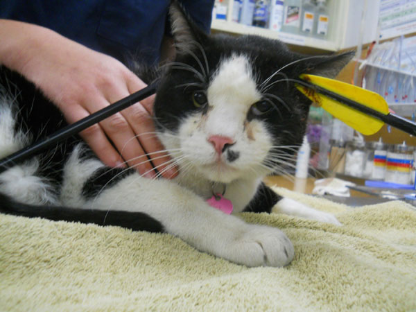 Cat shot in head with arrow, survives