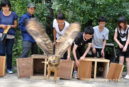 Eagle owls released back into wild