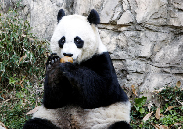 US zoo gets $4.5m donation for panda program