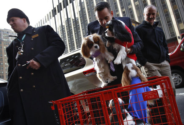 Dog geared up for show