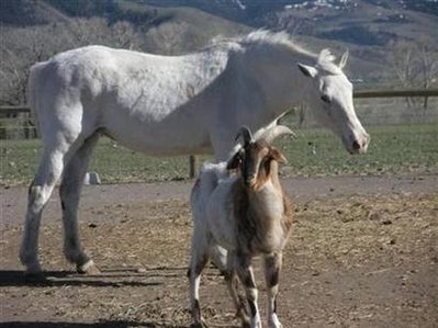 Seeing-eye sheep, goats guide blind horse