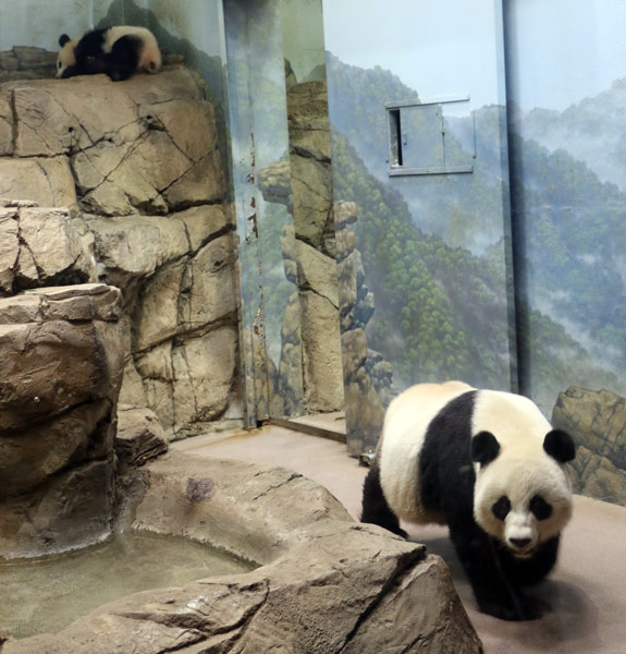 Panda Bao Bao turns one