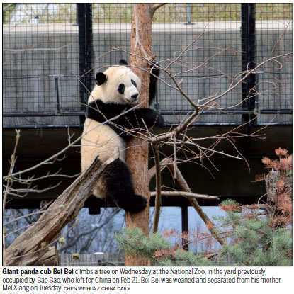 Zoo gets busy in bid to grow panda ranks