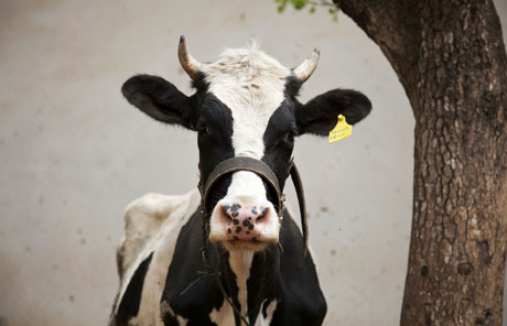Villages in Dali: Milk cows & methane