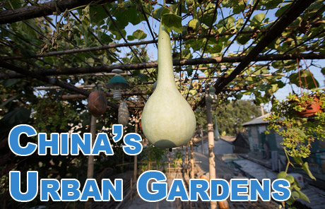 China's urban gardens