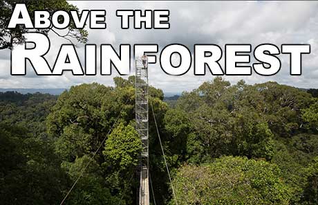 Above the rainforest