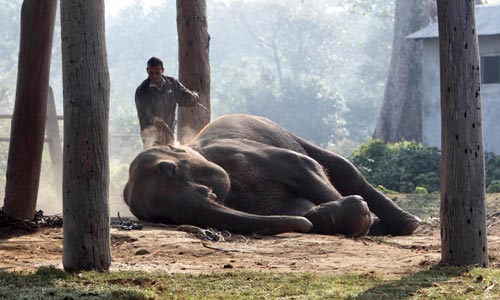 Elephant race in Nepali festival