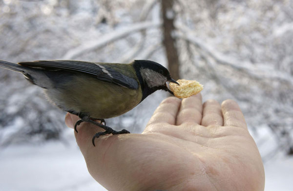 Animal friends get food after a snowfall