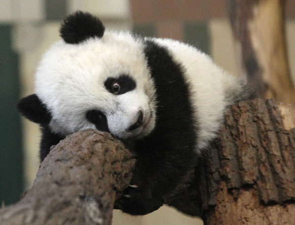 Come and meet Vienna Panda cub