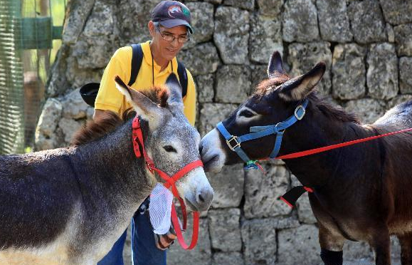 Donkeys get married on eve of Valentine's Day