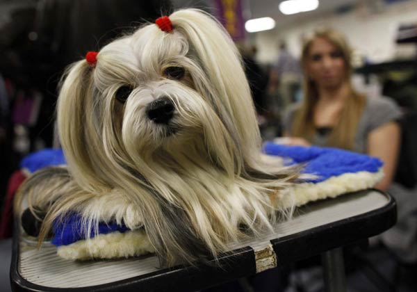 135th Westminster Kennel Club Dog Show