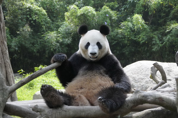 Giant pandas arrive at new home in Tokyo's zoo