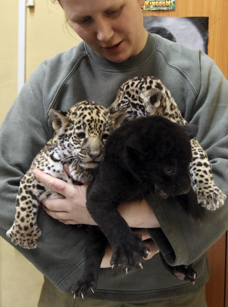 Little jaguars in Leningrad city zoo