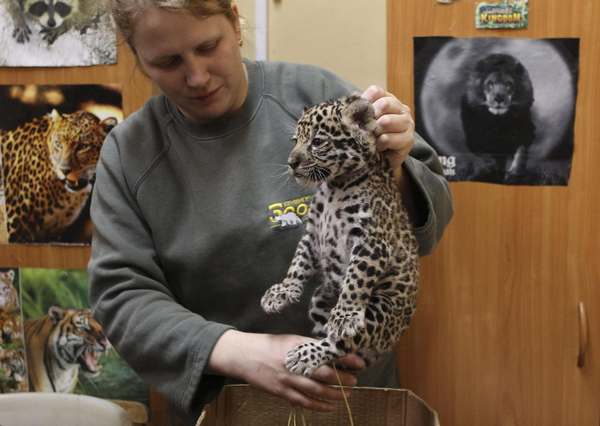 Little jaguars in Leningrad city zoo