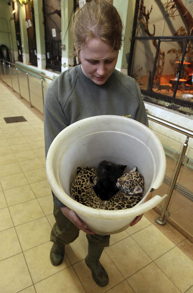 Little jaguars in Leningrad city zoo