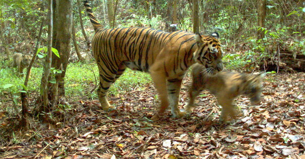 WWF takes images of rare tigers in logging forest