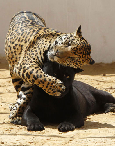 Black jaguar plays with spotted cub