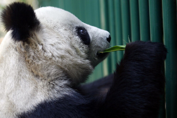 Giant panda to become a mother