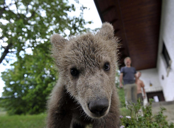 Slovenian family adopts a bear cub