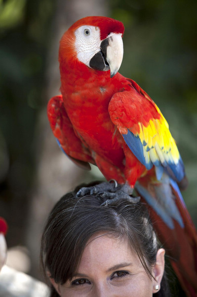 Scarlet macaws in Mexico's ecological park