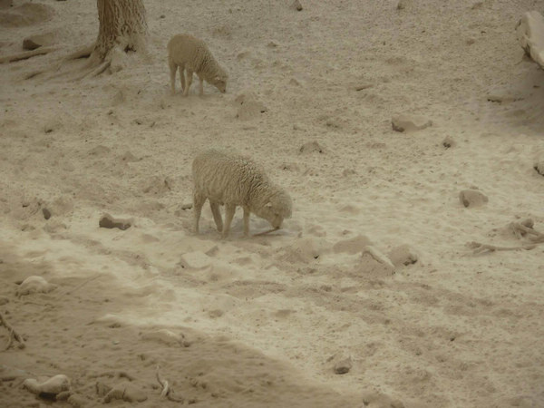 Argentina's Bariloche covered in ash