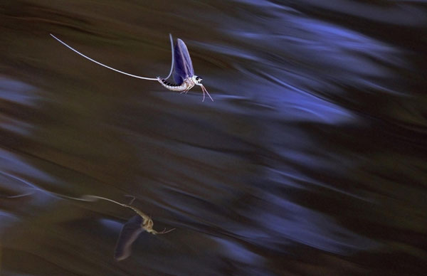 Mayflies rush to mate at Tisza river
