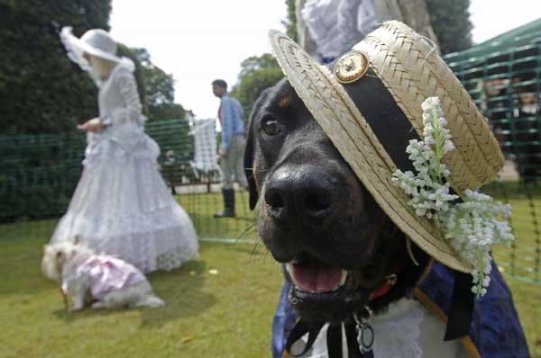 Four-legged contestants at Dashing Dog Show