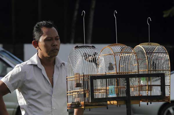 A bird breeder encourages his birds to sing during a bird singing competition at Independence Square in Paramaribo June 19, 2011. Bird singing competition in Surinam