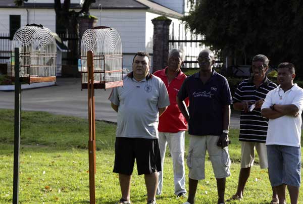 Surinamese men listen and watch Rowti, Picolet and Twa-Twa birds participate in three sub-categories of a bird singing competition at Independence Square in Paramaribo June 19, 2011. Bird singing competition in Surinam