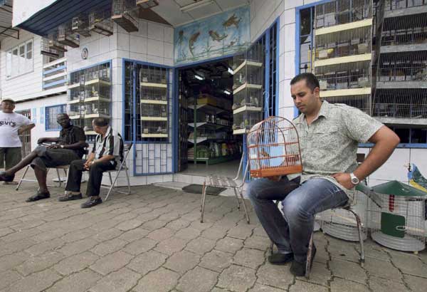 Bird singing competition in Surinam
